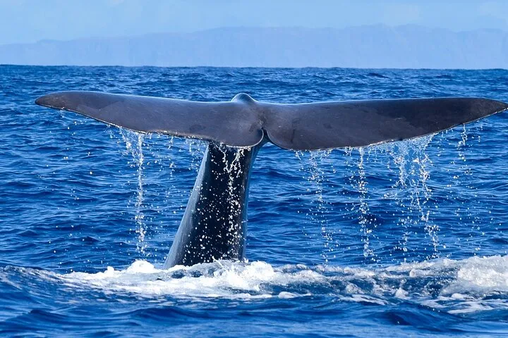 Responsible Whales and/or Dolphins Watching Tour