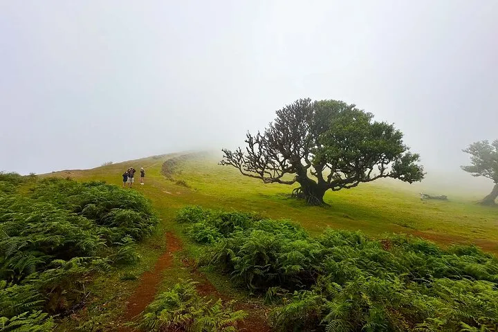Fanal Assobiadores - Mountain Walk