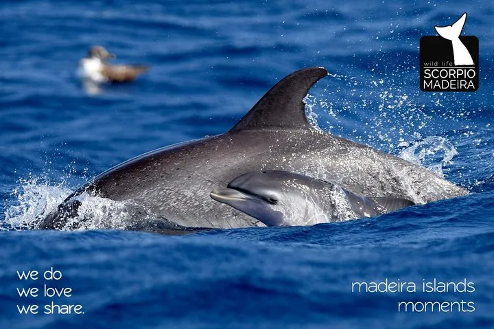 Spotted dolphins, mother and calf