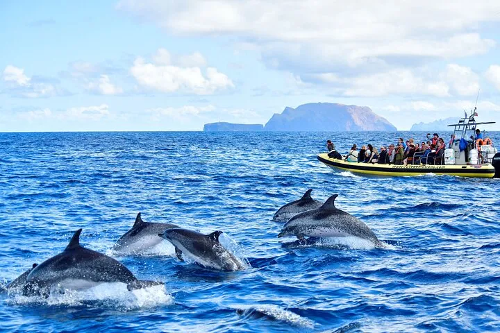Whale & Dolphin Watching in Madeira