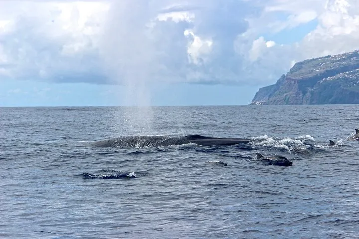 Bryde's Whale & Spotted Dolphin