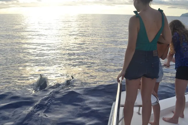 VipDolphins Luxury Whale Watching, photo 10