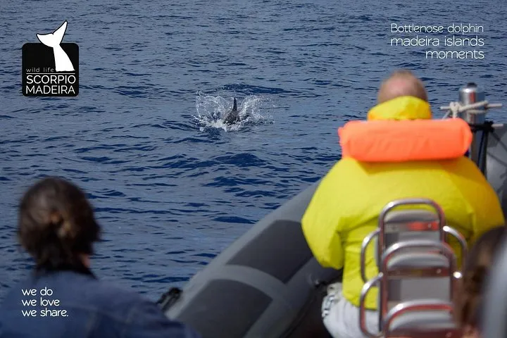 Whale & Dolphin Watching boat trip, photo 10
