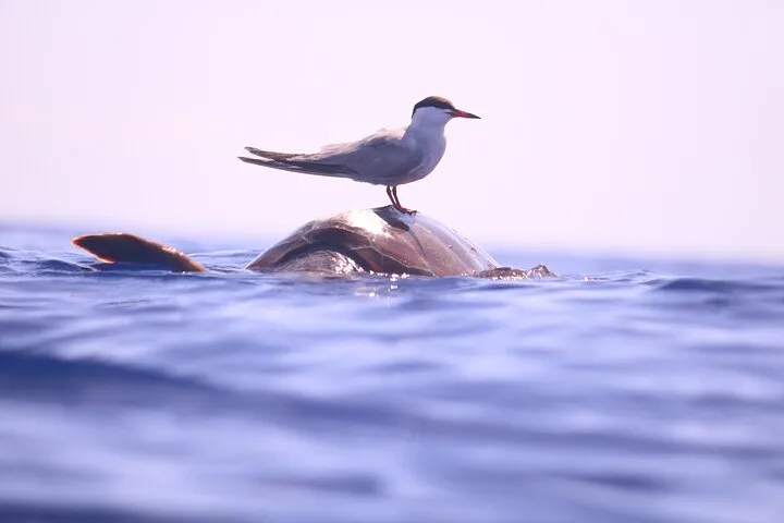 Bird resting... On a turtle