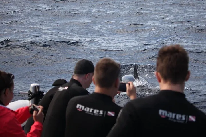 Responsible Whales and/or Dolphins Watching Tour, photo 10