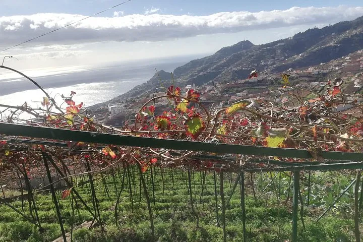 Real Life, Mountains & Sea Cliffs + Lunch + Levada walk - 6 hours, photo 10