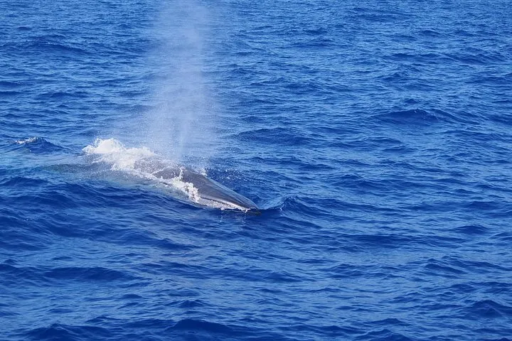 Sperm Whale