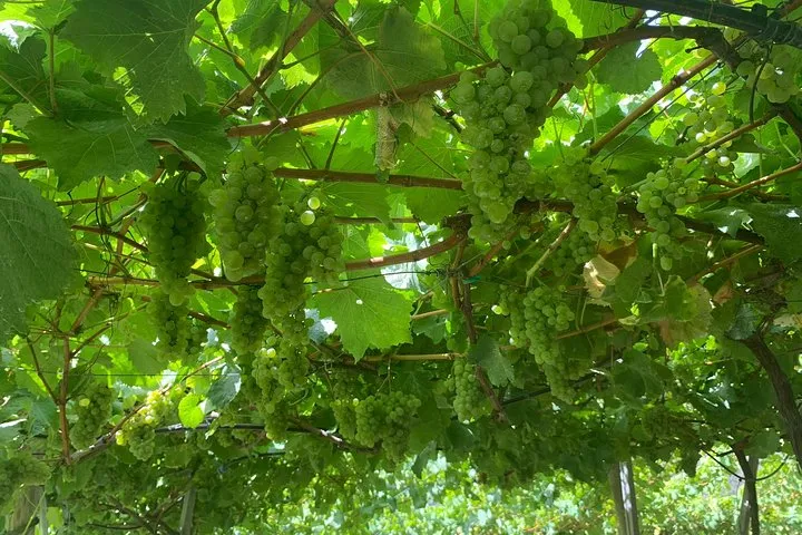 Signature Wine Tastings, Skywalk, Nature 4x4 Open Roof Expedition, photo 10