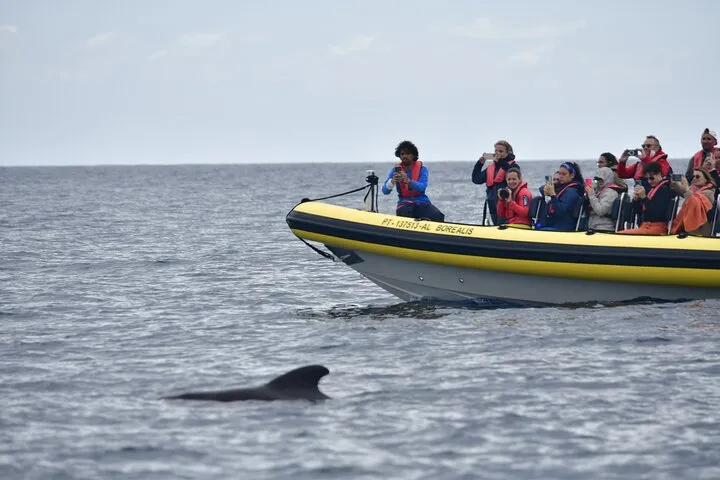 Whale & Dolphin Watching in Madeira, photo 10
