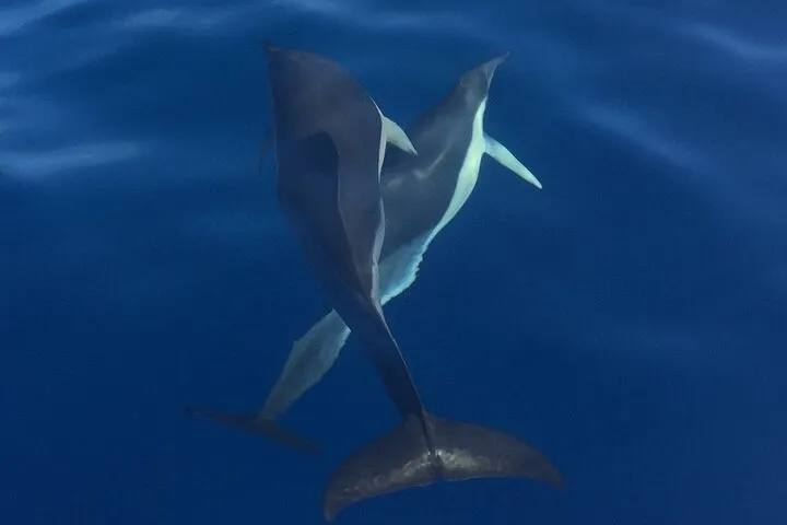 On Tales whales and dolphins - Common dolphin