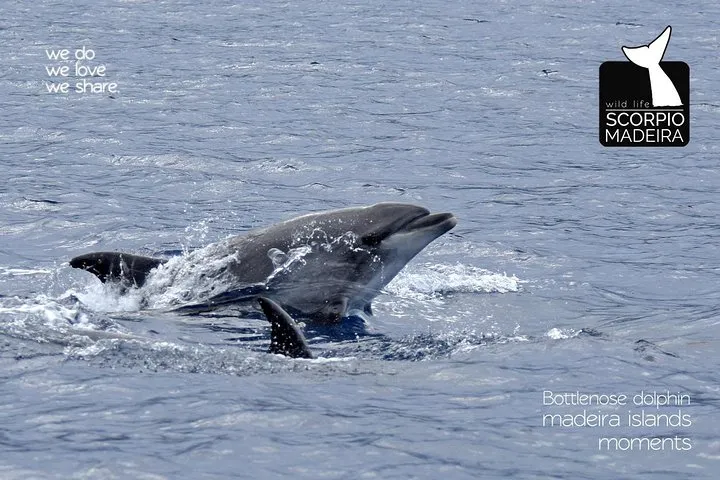 Whale & Dolphin Watching boat trip, photo 11