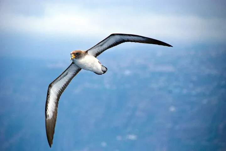 Cory's Shearwater