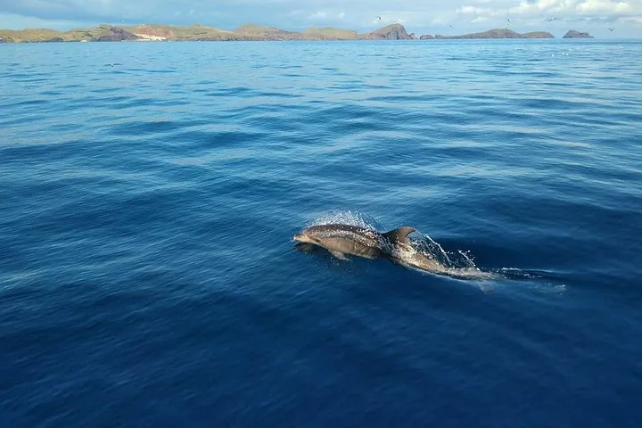 Responsible Whales and/or Dolphins Watching Tour, photo 11