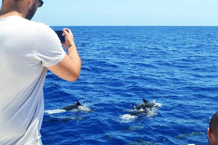 VipDolphins Luxury Whale Watching, photo 11