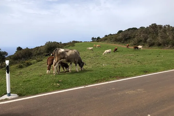 West Madeira 4x4 Adventure,Porto Moniz,Mistic Forest , views .&, photo 11