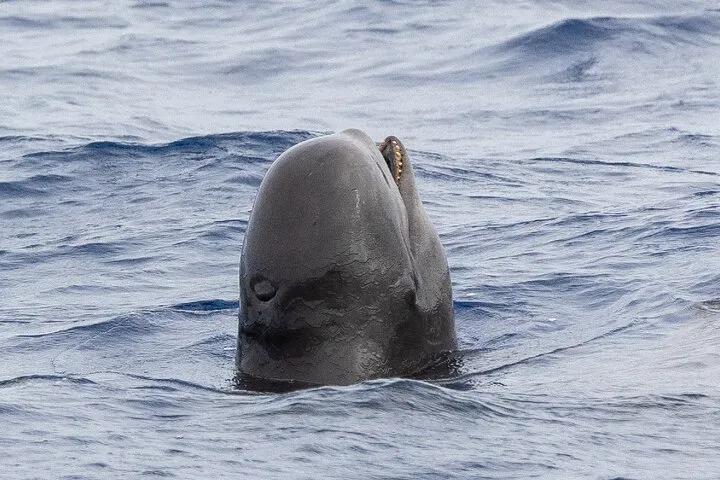 Whale & Dolphin Watching in Madeira, photo 11