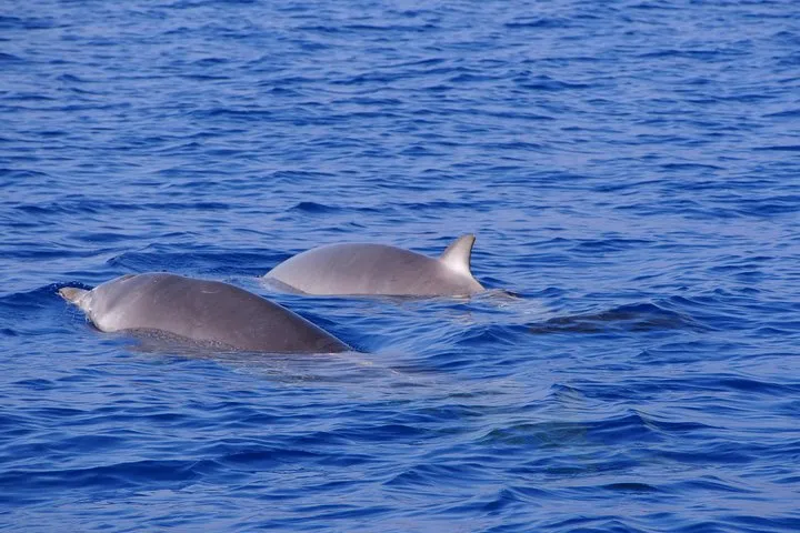 Beaked Whale