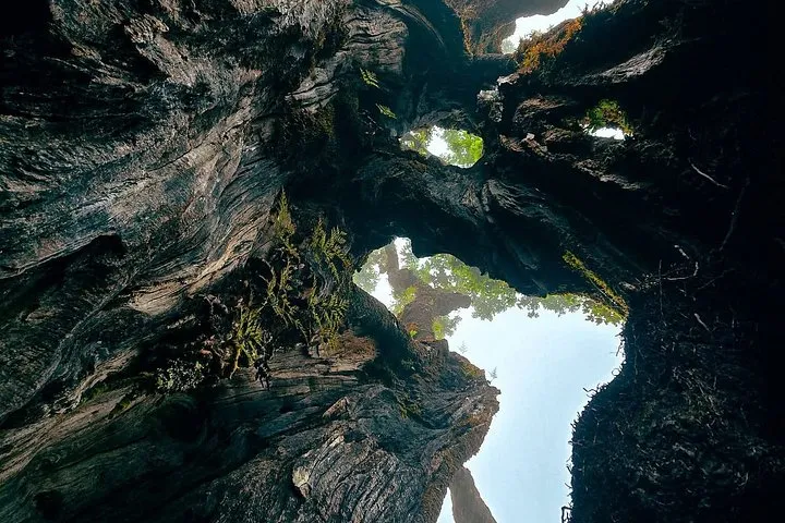 Fanal Forest, Skywalk & Lava Pools: West Madeira 4x4 Expedition, photo 12