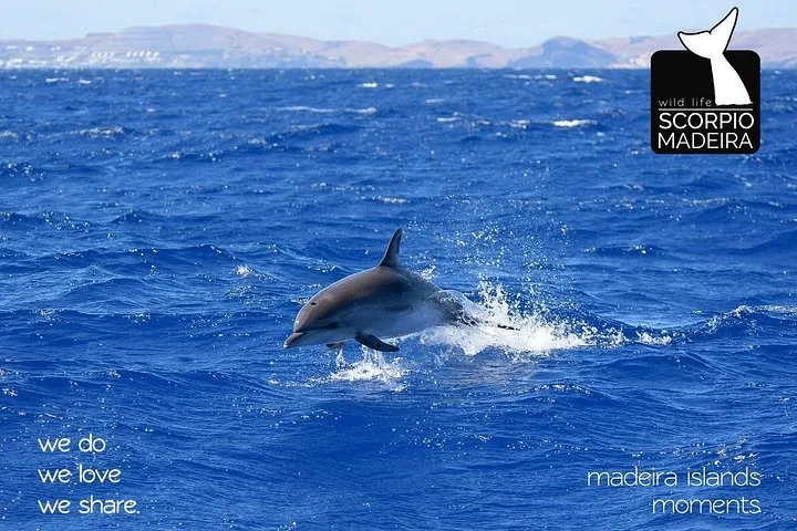 Whale & Dolphin Watching boat trip, photo 12