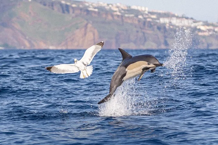 Whale & Dolphin Watching in Madeira, photo 12
