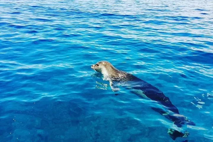 Responsible Whales and/or Dolphins Watching Tour, photo 12