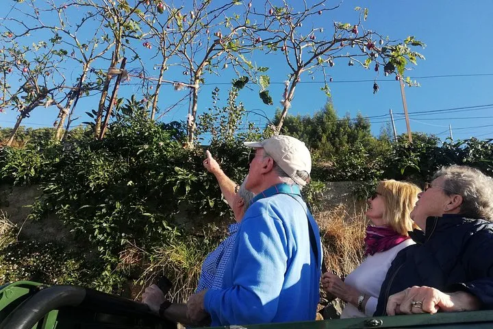 Real Life, Mountains & Sea Cliffs + Lunch + Levada walk - 6 hours, photo 12