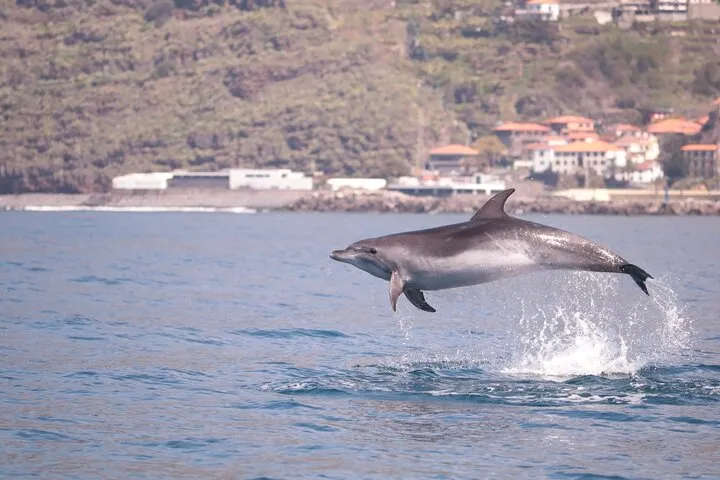 Bottlenose Dolphin
