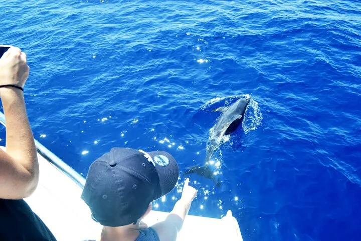 VipDolphins Luxury Whale Watching, photo 12