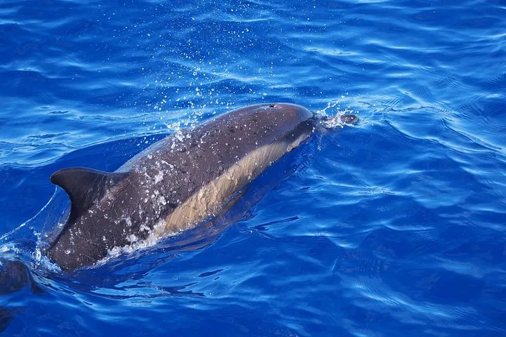 Common Dolphin