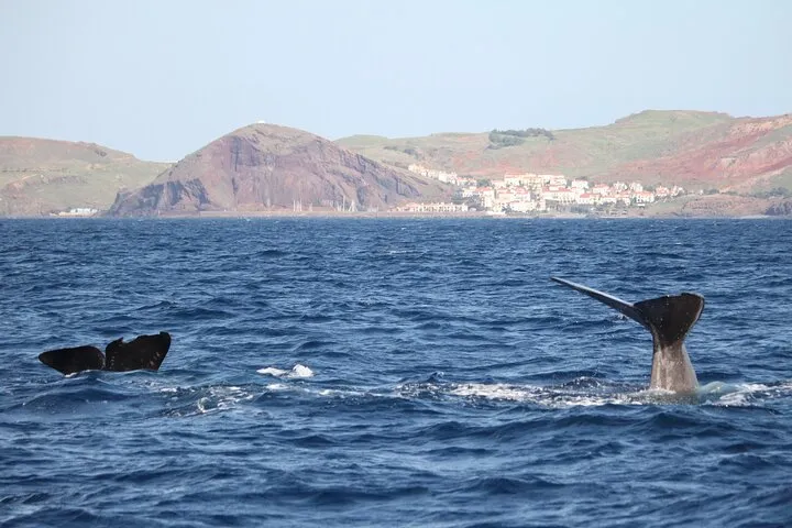 Responsible Whales and/or Dolphins Watching Tour