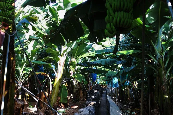 The west is where you can find the biggest banana, wine and sugarcane farms. Want to know why, come with me.