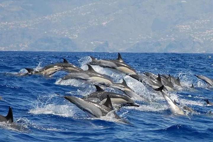 Whale and dolphin watching-common dolphin