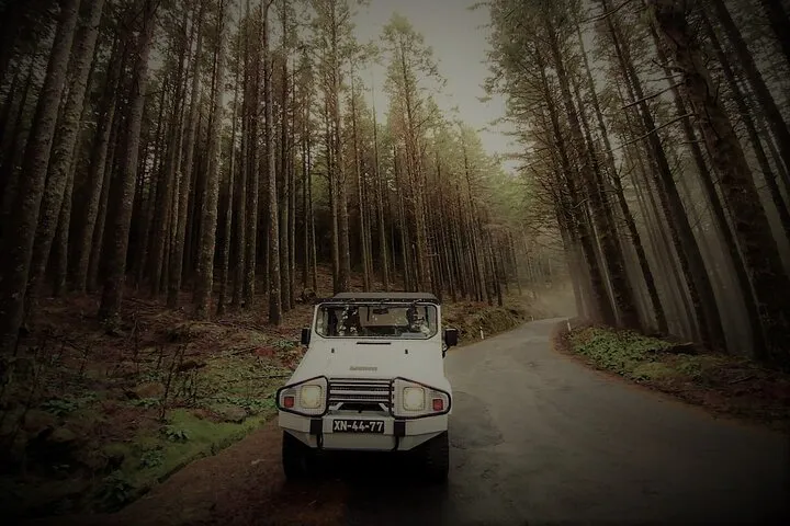 Laurissilva Forest