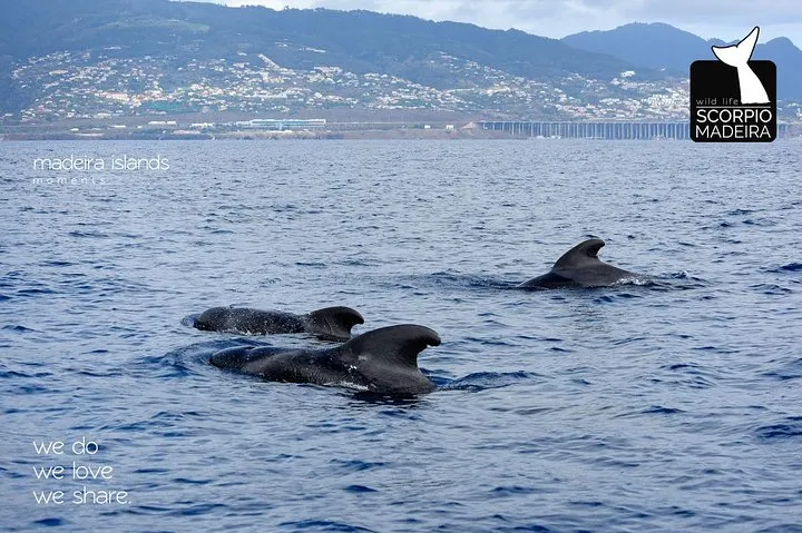 Pilot whales