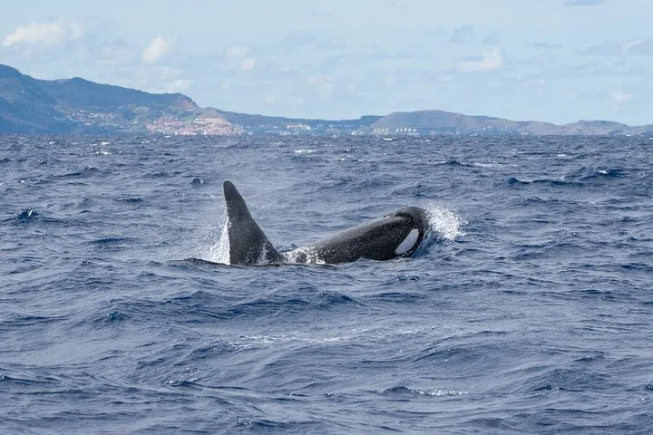 Whale & Dolphin Watching in Madeira