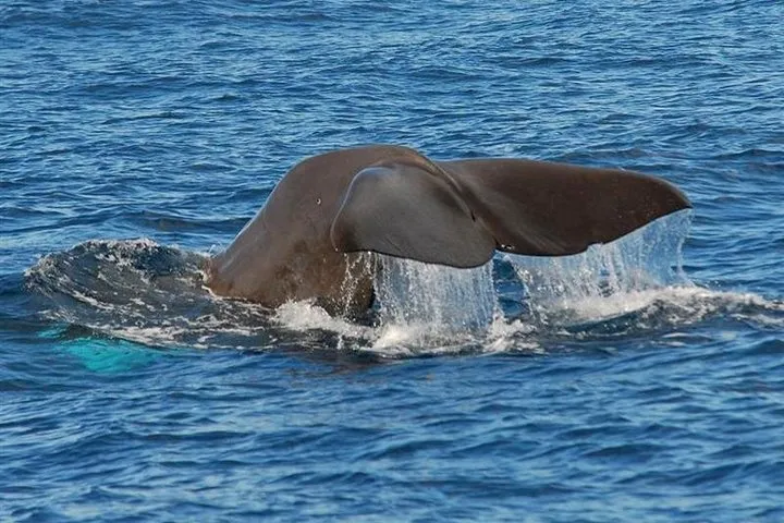Whale and dolphin watching-Sperm whale