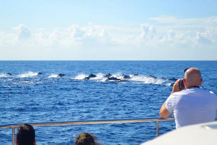 Massive dolphin pod