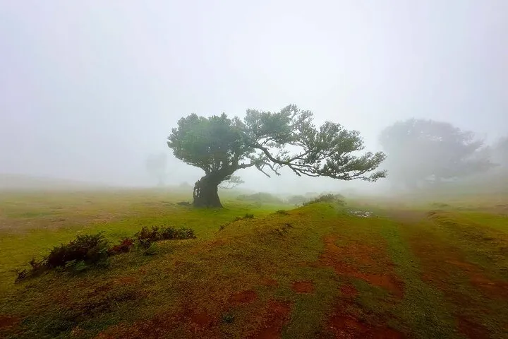 Fanal Assobiadores - Mountain Walk