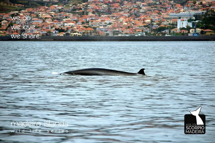 Bryde whale