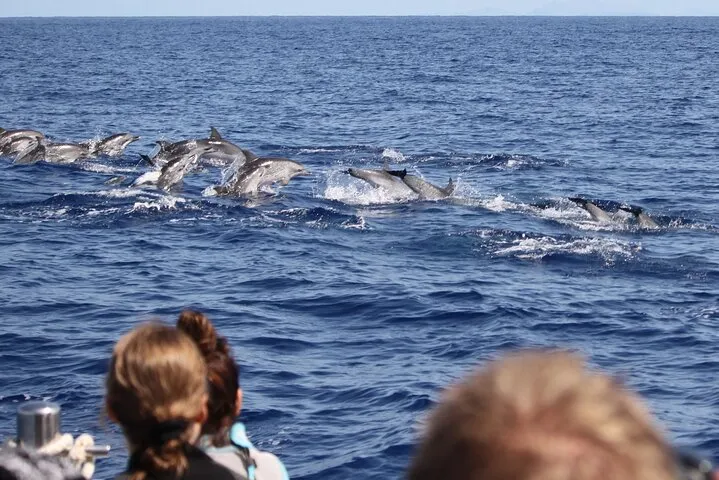 Responsible Whales and/or Dolphins Watching Tour