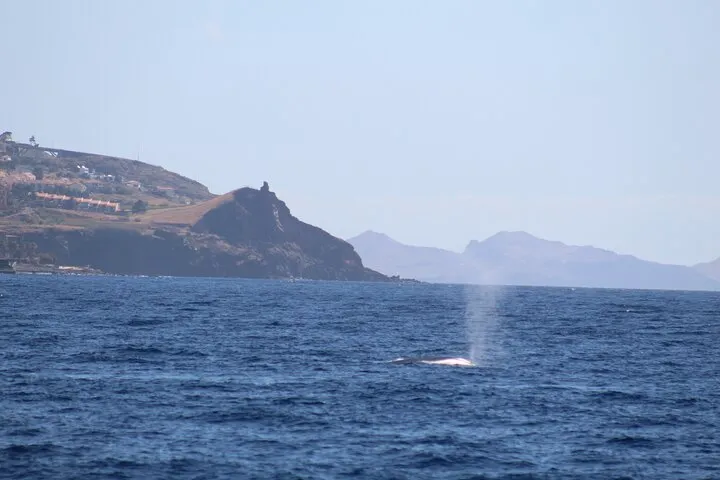 Half Day Madeira Island Cruise with Lunch