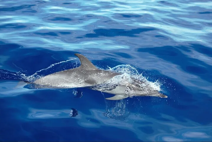On Tales whales and dolphins