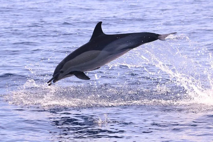Whale and dolphin watching-common dolphin