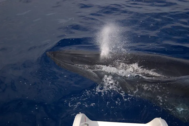 Seaborn Catamaran trips