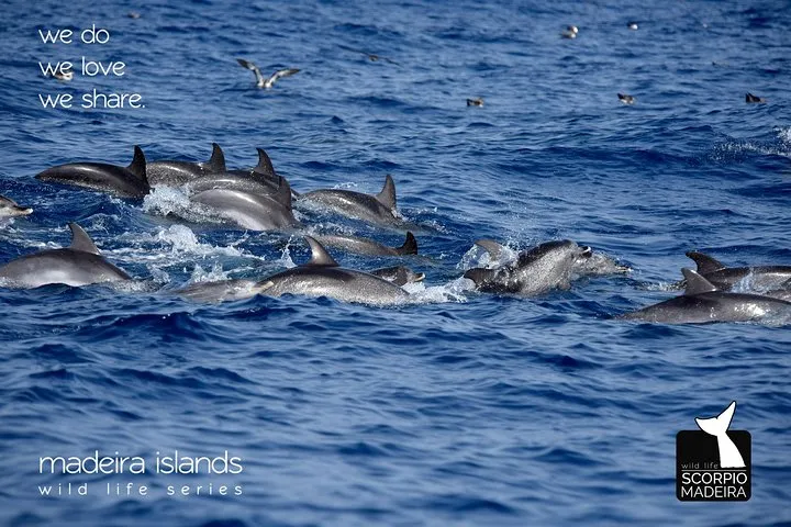 Spotted dolphins