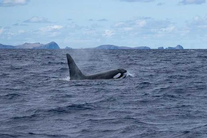 Whale & Dolphin Watching in Madeira