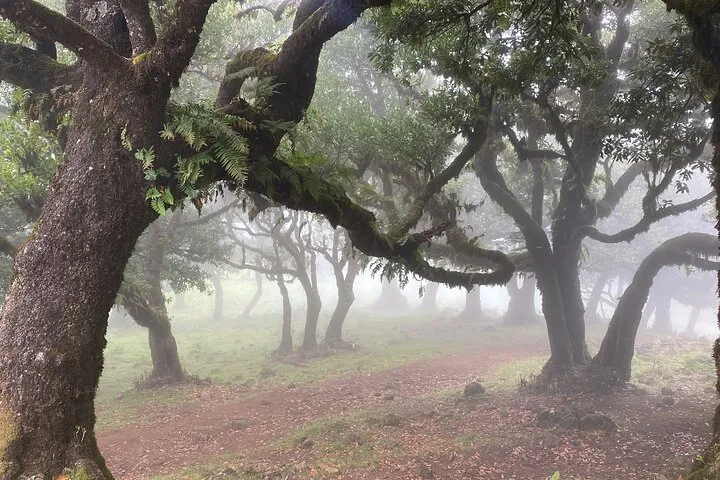 Fanal forest.