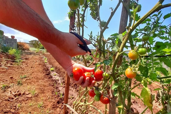 "Re-Canto" Farm-to-Table with Stunning Views at Madeira