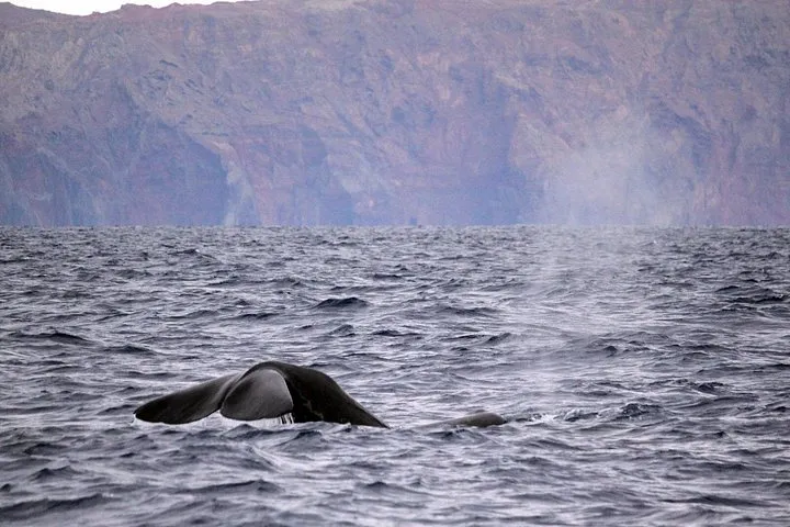 Responsible Whales and/or Dolphins Watching Tour