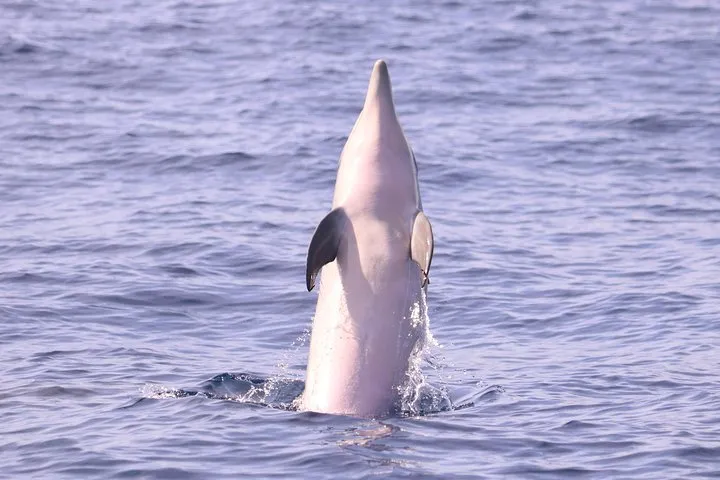 Whale and dolphin watching-bottlenose dolphin
